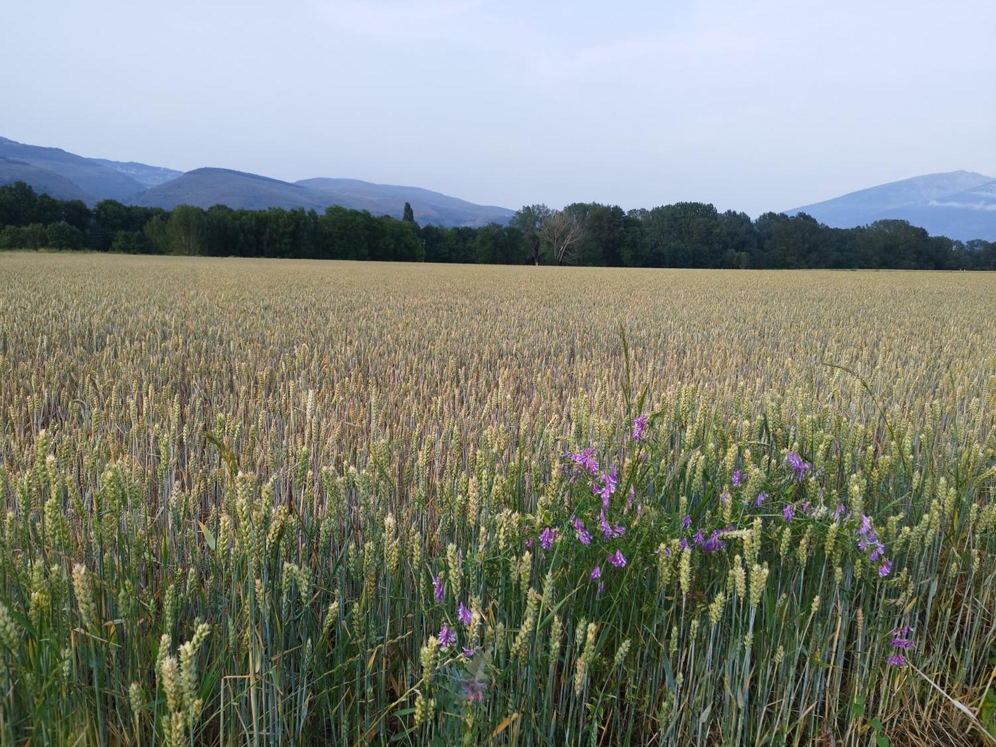 Appartamento Cal Jan - Cadi Bellver De Cerdanya Esterno foto